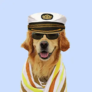 Glasses: DOG.Golden retriever wearing sunglasses wrapped in a towel w