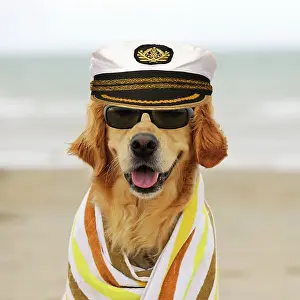 Glasses: DOG.Golden retriever wearing sunglasses wrapped in a towel w