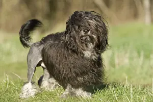 Lowchens: Dogl - Lowchen / Little Lion Dog