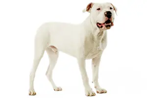 Argentino: Dogo Argentino / Argentinian Mastiff