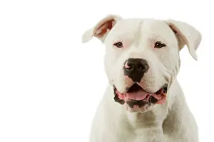Argentino: Dogo Argentino / Argentinian Mastiff - face