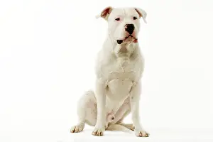 Argentino: Dogo Argentino / Argentinian Mastiff - sitting