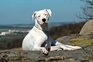 Lays: Dogo Argentino lying on a rock