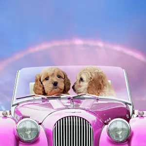 Cockerpoo: Dogs - 7 week old Cockerpoo puppies driving car