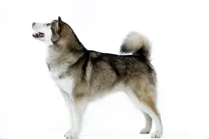 Malamute: Dogs - Alaskan Malamute