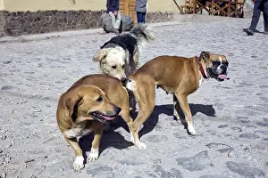 Attached: Dogs attached at the end of mating Ollantaytambo Peru