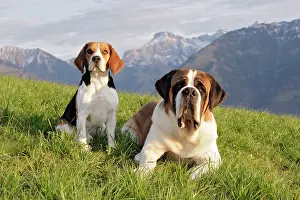 Bernards: Dogs - Beagle and Saint Bernard Dog sitting together