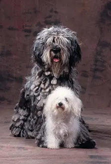 Sheepdogs: DOGS - Bergamasco with Bolognese