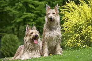 Picard: Dogs - Berger Picard