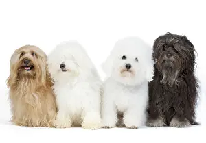Havaneses: Dogs - Bichon Havanais / Havanese, Bichon Frise
