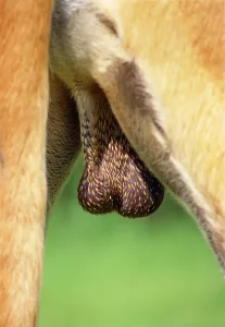 Genitalia: DOG'S BOLLOCKS - Close up