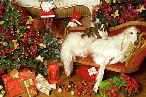 Borzoi: Dogs - Borzoi / Russian Wolfhoud and Boston Terrier