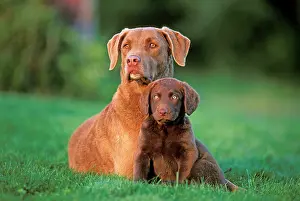 Chesapeake: Dogs - Chesapeake Bay Retriever with puppy few
