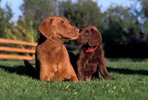 Dogs - Chesapeake Bay Retriever and puppy together in garden
