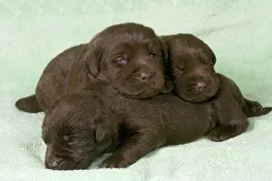 Liver: Dogs - Chocolate Labrador - Puppies lying down togethe