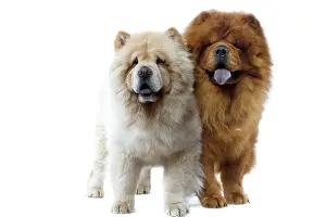 Utlity: Dogs - Chow Chow