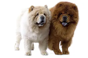 Utlity: Dogs - Chow Chow