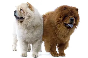 Utlity: Dogs - Chow Chow