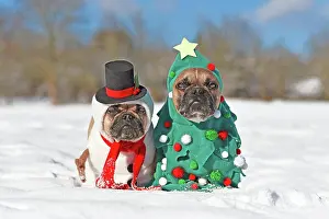 Scarf: Dogs in Christmas costumes. Two French Bulldogs