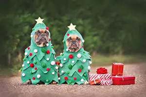Container: Dogs in Christmas costumes. Two French Bulldogs