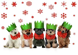 Bows: Dogs in Christmas party hats and bows, West highland