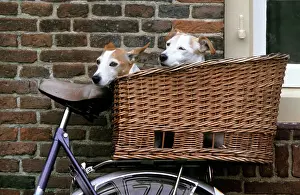 Bikes: Dogs - Couple of Jack Russell Dogs in basket on bike