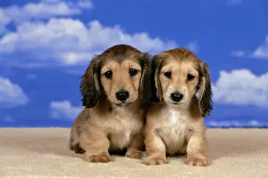 Longhaired: Dogs - Cream Longhaired Dachshund puppies