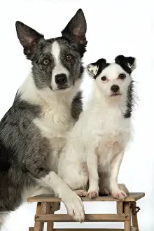 Steps: DOGS. cross breed Collie with its head on a Jack