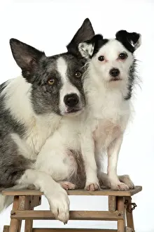 Steps: DOGS. cross breed Collie with its head on a Jack