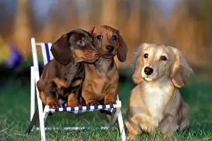 Deckchair: Dogs - Dachshund cream long-haired and two smooth-haired