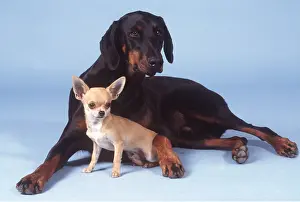 Pinschers: DOGS - Dobermann / Doberman Pinscher and Chihuahua