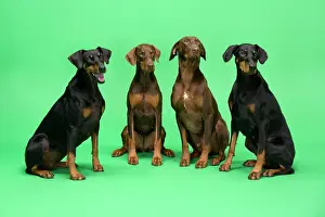 Dobermanns: Dogs - Four Dobermans sitting down