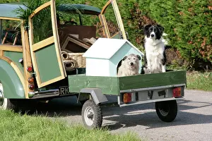 Trailer: Dogs - in dog house on trailer behind Morris Minor