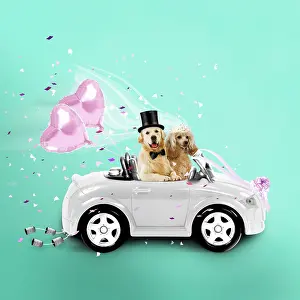 Ties: Dogs driving wedding car
