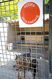 Protectrice: Dogs enclosed for medical reasons at the SPCA in France