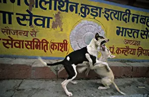 Confrontations: Dogs fighting in the streets Varanaci India