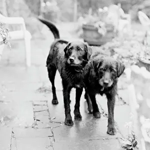 Sophie Gooders: Dogs - In garden