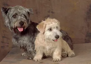 Wheaten: Dogs - Glen of Imaal Terrier Dog