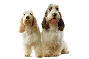 Vendeen: Dogs - Grand Basset Griffon VendA en