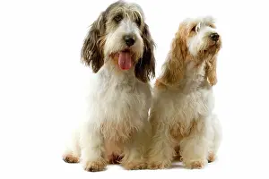 Vendeen: Dogs - Grand Basset Griffon Vendeen