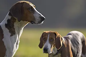 Railing: Dogs hunting French tricolor howling France
