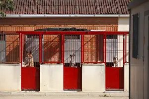 Lost: Dogs impounded pending the killing Cuenca Spain