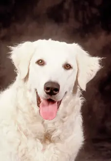 Kuvasz: Dogs - Kuvasz / Hungarian Kuvasz - close-up