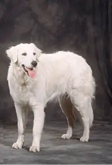 Panting: Dogs - Kuvasz / Hungarian Kuvasz - standing, panting