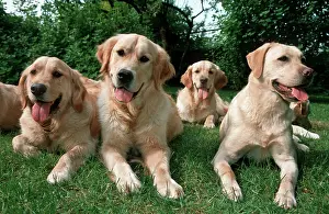 Obedience: DOGS - Labrador and Golden Retrievers lying in garden