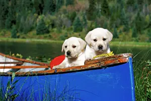 Lakeshore: Dogs - Labrador Retriever, two puppies together