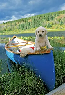Lakeshore: Dogs - Labrador Retriever, two puppies in canoe