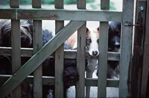 Waiting: DOGS - Looking through gate
