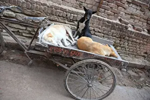 Bicycle: Dogs in the luggage of a tricycle Varanasi India