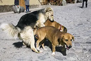 Coupling: Dogs mating in a street Ollantaytambo Peru